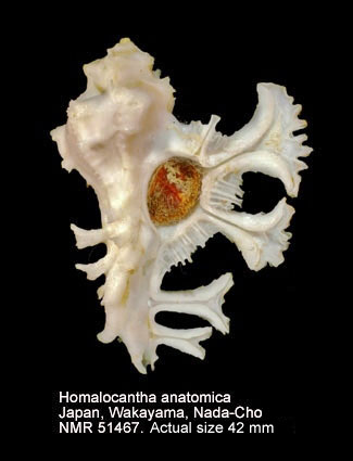 Homalocantha anatomica.jpg - Homalocantha anatomica(Perry,1811)